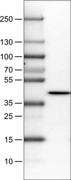 Lane 1: Marker [kDa]_br/_Lane 2: Human cerebral cortex lysate