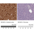 Anti-NECAB1 Antibody