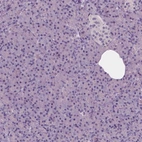 Immunohistochemical staining of human pancreas shows no positivity in exocrine glandular cells as expected.