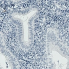 Immunohistochemical staining of human uterus shows absence of immunoreactivity (negative control).