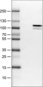 Lane 1: Marker [kDa]_br/_Lane 2: Negative control (vector only transfected HEK293T lysate) _br/_Lane 3: MMP9 Over-expression Lysate (Co-expressed with a C-terminal myc-DDK tag (~3.1 kDa) in mammalian HEK293T cells, LY401553)