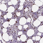 Immunohistochemical staining of human bone marrow shows strong cytoplasmic positivity in a subset of hematopoietic cells.