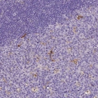 Immunohistochemical staining of human tonsil shows moderate cytoplasmic positivity in a subset of lymphoid cells.
