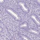 Immunohistochemical staining of human endometrium shows no positivity in glandular cells as expected.