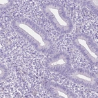 Immunohistochemical staining of human endometrium shows no positivity in glandular cells as expected.