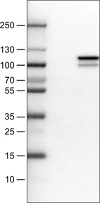Lane 1: Marker [kDa]_br/_Lane 2: Negative control (vector only transfected HEK293T lysate) _br/_Lane 3: MMP9 Over-expression Lysate (Co-expressed with a C-terminal myc-DDK tag (~3.1 kDa) in mammalian HEK293T cells, LY401553)