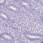 Immunohistochemical staining of human endometrium shows no positivity in glandular cells as expected.