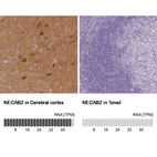 Anti-NECAB2 Antibody