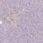 Anti-NECAB2 Antibody