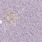 Immunohistochemical staining of human pancreas shows weak cytoplasmic positivity in islets of Langerhans.