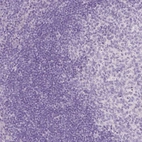 Immunohistochemical staining of human tonsil shows no positivity in non-germinal center cells as expected.