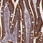 Immunohistochemical staining of human small intestine shows strong cytoplasmic positivity in glandular cells.