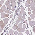 Immunohistochemical staining of human skeletal muscle shows negative to very weak cytoplasmic positivity in myocytes.
