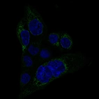 Immunofluorescence staining of A-431 cells using the anti-MACC1 monoclonal antibody, showing specific staining in mitochondria in green. Microtubule- and nuclear probes are visualized in red and blue, respectively (where available).
