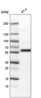 Anti-AKT1 Antibody