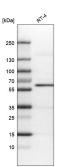 Anti-AKT1 Antibody