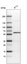 Anti-AKT1 Antibody