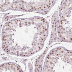 Anti-BRD4 Antibody