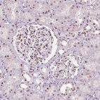 Immunohistochemical staining of human kidney shows moderate nuclear positivity in cells in renal glomeruli and in tubules.