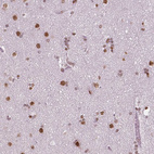 Immunohistochemical staining of human cerebral cortex shows moderate to strong nuclear positivity in neurons.