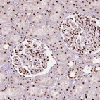 Immunohistochemical staining of human kidney shows moderate to strong nuclear positivity in cells in tubules and in glomeruli.