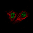 Immunofluorescence staining of MCF-7 cells using the Anti-BRD4 monoclonal antibody, showing specific staining in the nucleoplasm in green. Microtubule- and nuclear probes are visualized in red and blue, respectively (where available).