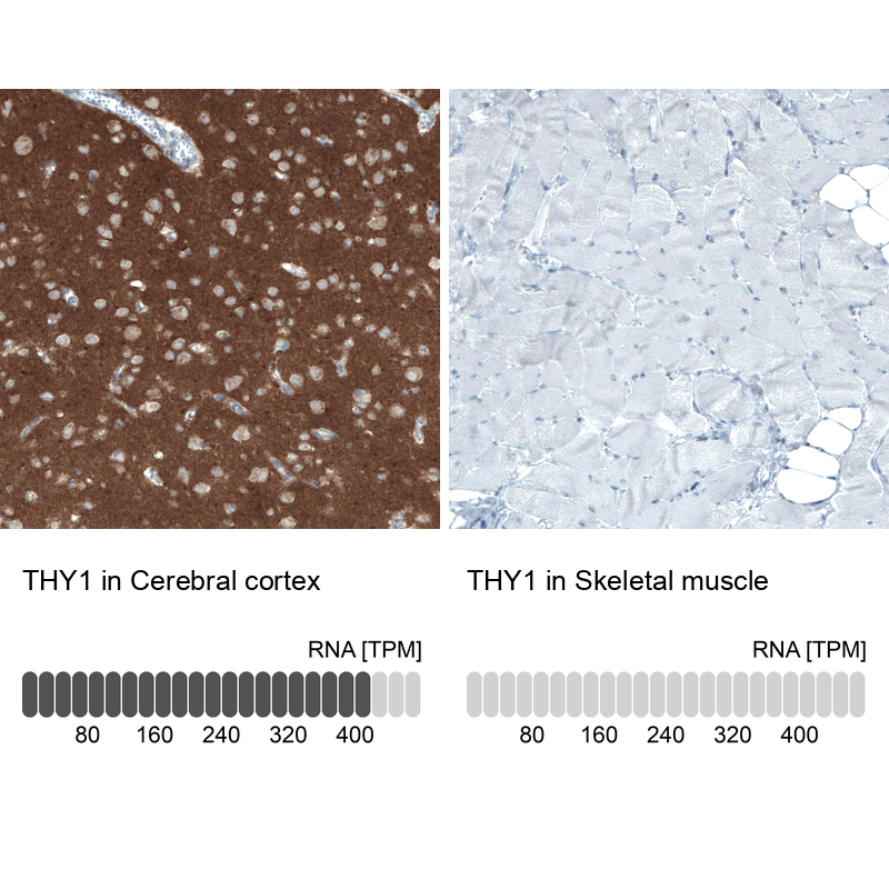Anti-THY1 Antibody