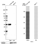 Western blot analysis in human cell lines U-251MG and MCF-7 using Anti-THY1 antibody. Corresponding THY1 RNA-seq data are presented for the same cell lines. Loading control: Anti-GAPDH.
