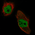 Immunofluorescence staining of U-251 cells using the Anti-WHSC1 monoclonal antibody, showing specific staining in the nucleoplasm in green. Microtubule- and nuclear probes are visualized in red and blue, respectively (where available).
