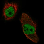 Immunofluorescence staining of U-251 cells using the Anti-WHSC1 monoclonal antibody, showing specific staining in the nucleoplasm in green. Microtubule- and nuclear probes are visualized in red and blue, respectively (where available).
