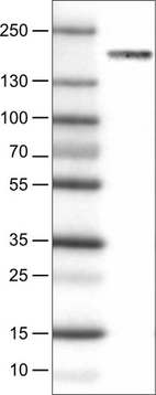 Lane 1: Marker [kDa]_br/_Lane 2: Human cell line U-251 MG