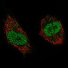Immunofluorescence staining of U-251 cells using the Anti-WHSC1 monoclonal antibody, showing specific staining in the nucleoplasm in green. Microtubule- and nuclear probes are visualized in red and blue, respectively (where available).