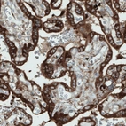 Immunohistochemical staining of human placenta shows strong staining in the trophoblast.