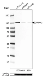 Western blot analysis in U-251MG cells transfected with control siRNA, target specific siRNA probe #1 and #2, using Anti-DIAPH2 antibody. Remaining relative intensity is presented. Loading control: Anti-GAPDH.