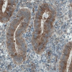Immunohistochemical staining of human uterus shows strong cytoplasmic immunoreactivity in glandular cells.
