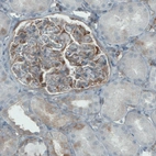 Immunohistochemical staining of human kidney shows moderate positivity in renal glomeruli.