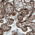Immunohistochemical staining of human placenta shows strong staining in the trophoblast.