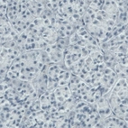 Immunohistochemical staining of human pancreas shows absence of immunoreactivity (negative control).