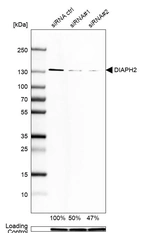 Western blot analysis in U-251MG cells transfected with control siRNA, target specific siRNA probe #1 and #2, using Anti-DIAPH2 antibody. Remaining relative intensity is presented. Loading control: Anti-GAPDH.