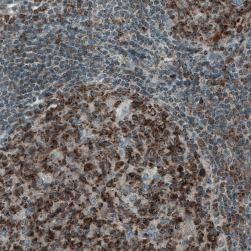 Anti-MCL1 Antibody