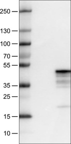 Lane 1: Marker [kDa]_br/_Lane 2: Negative control (vector only transfected HEK293T lysate) _br/_Lane 3: MCL1 Over-expression Lysate (Co-expressed with a C-terminal myc-DDK tag (~3.1 kDa) in mammalian HEK293T cells, LY411855)