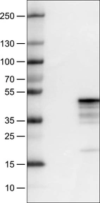 Lane 1: Marker [kDa]_br/_Lane 2: Negative control (vector only transfected HEK293T lysate) _br/_Lane 3: MCL1 Over-expression Lysate (Co-expressed with a C-terminal myc-DDK tag (~3.1 kDa) in mammalian HEK293T cells, LY411855)
