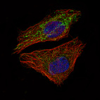 Immunofluorescence staining of U-2 OS cells using the Anti-MCL1 monoclonal antibody, showing cell cycle dependent staining in mitochondria in green. Microtubule- and nuclear probes are visualized in red and blue, respectively (where available).