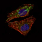 Immunofluorescence staining of U-2 OS cells using the Anti-MCL1 monoclonal antibody, showing cell cycle dependent staining in mitochondria in green. Microtubule- and nuclear probes are visualized in red and blue, respectively (where available).