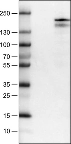 Lane 1: Marker [kDa]_br/_Lane 2: Negative control (vector only transfected HEK293T lysate) _br/_Lane 3: KDM5B Over-expression Lysate (Co-expressed with a C-terminal myc-DDK tag (~3.1 kDa) in mammalian HEK293T cells, LY401985)