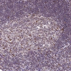 Immunohistochemical staining of human tonsil shows moderate nuclear positivity in lymphoid cells.
