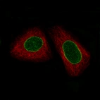 Immunofluorescence staining of U-2 OS cells using the Anti-ERCC1 monoclonal antibody, showing specific staining in the nuclear membrane and nucleus in green. Microtubule- and nuclear probes are visualized in red and blue, respectively (where available).