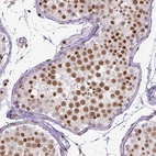Immunohistochemical staining of human testis shows moderate to strong nuclear positivity in cells in seminiferous ducts.
