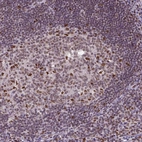 Immunohistochemical staining of human tonsil shows moderate nuclear positivity in lymphoid cells.
