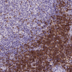 Immunohistochemical staining of human tonsil shows strong membranous positivity, mainly in in non - germinal center cells.